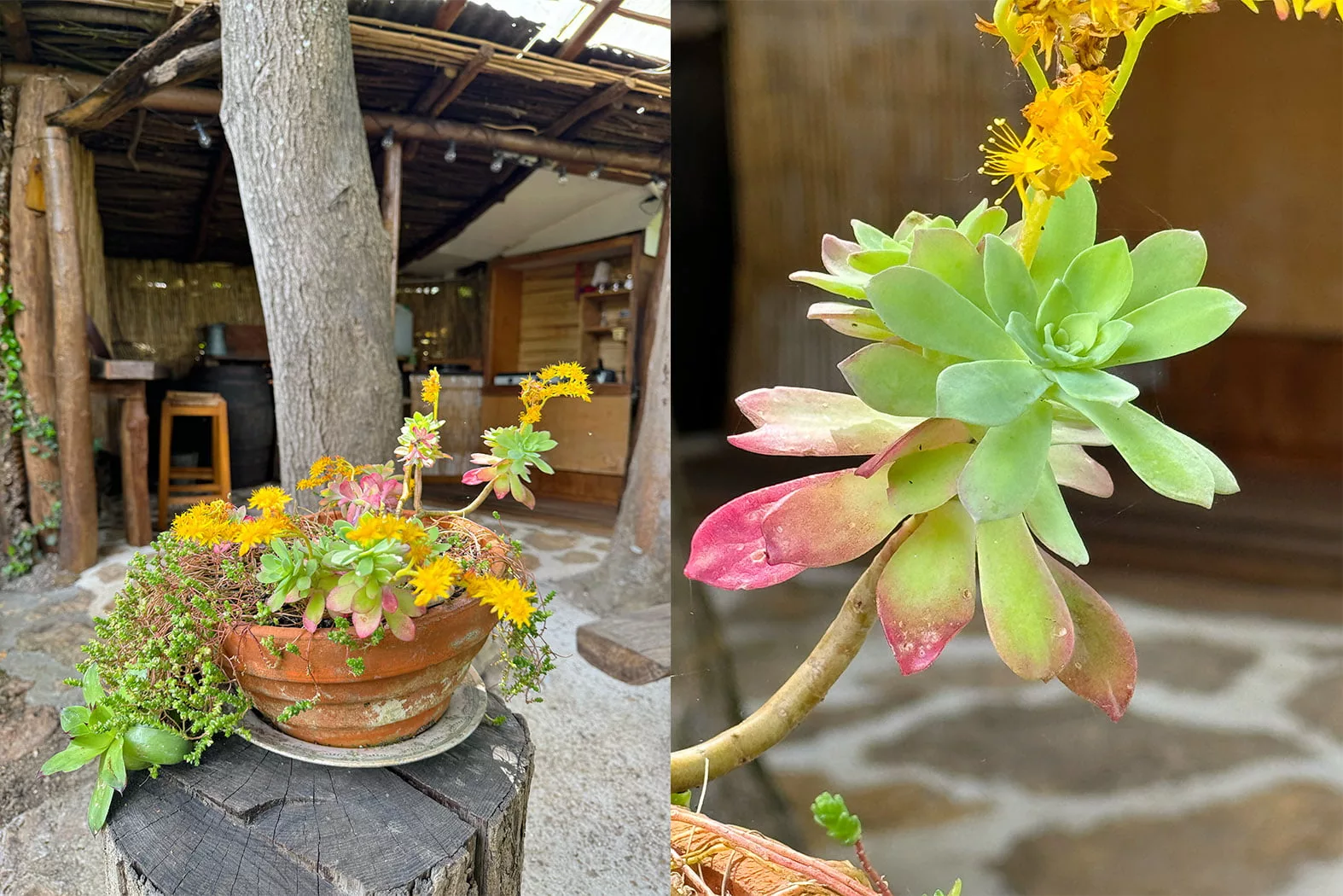 plante nature cabane insolite