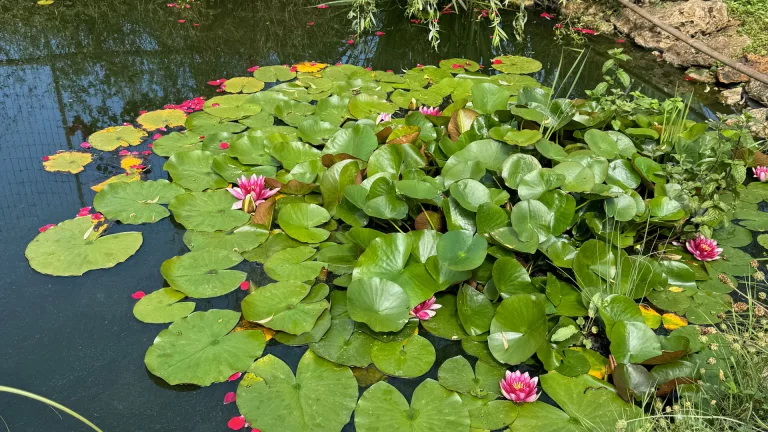 bassin phytoepuration